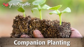 Using Companion Planting to Improve Your Garden [upl. by Barry1]