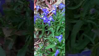 Lobelia erinus 🌸 nature plants flowers vlog TaoMola [upl. by Humble]