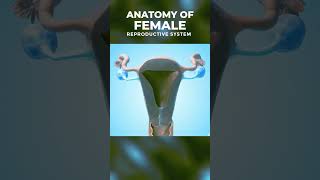 Anatomy of the female reproductive system  महिला गर्भाशय की रचना anatomy drneerajpahlajani [upl. by Rayner]