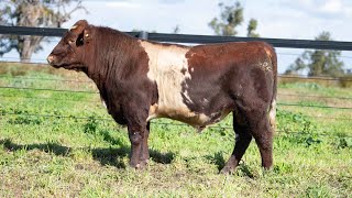 Lot 5  Turanville Shorthorns 2024 Bull Sale [upl. by Nnaegroeg]