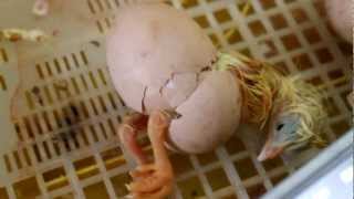 Nascita di un Pulcino di Gallina Nellincubatrice HD [upl. by Ravert]