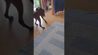 Drago  VizslaMix  in Deutschland zuhausegesucht tierschutz vizsla hund [upl. by Eetnom896]