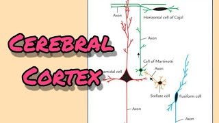 Cerebral cortex  Nerve cells fibers layers [upl. by Ramyaj148]