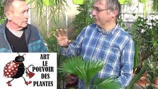 Tuto jardinagepalmier livistonaComment faire lentretien et larrosageplante verte dintérieur [upl. by Verbenia]