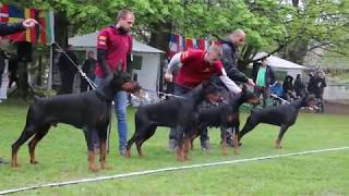 CHAMPION CUP 2019 SPECIAL DOBERMANN SHOW 12 [upl. by Eibbor]