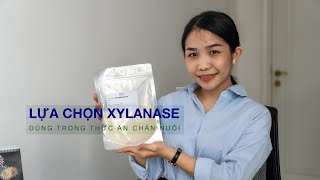 LỰA CHỌN ĐÚNG ENZYME XYLANASE DÙNG TRONG THỨC ĂN CHĂN NUÔI [upl. by Zacharias]