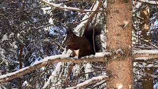 Eichhörnchen im Zauberwald Lenzerheide [upl. by Ylak40]