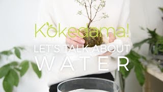 How to Water Your Kokedama [upl. by Kcin]