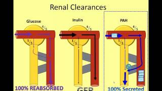 The Nephron in Numbers A Video of Renal Clearance [upl. by Loos]