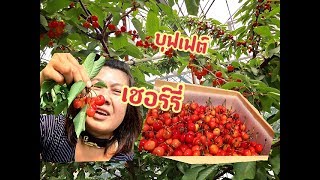 กินเชอร์รี่บุฟเฟต์ในสวนสดๆ อร่อยสะใจ เชอร์รี่ญี่ปุ่น Cherry japan Ep2 [upl. by Greenquist]