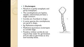 FUNDAMENTALS OF PLANT PATHOLOGY Classification of Fungi Part5 [upl. by Noorah219]