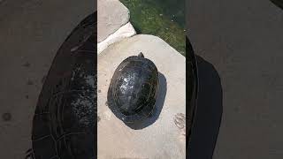 Beautiful yellow bellied slider shorts turtle [upl. by Devy]