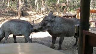 Warthog mating sounds and actions in the bush [upl. by Elvia657]