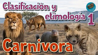 Clasificación y etimología de CARNIVORA parte 1 [upl. by Nicholson]