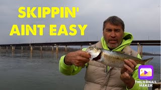 Skipjack fishing at Kentucky and Barkley Dam 42 [upl. by Kilroy131]