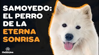 9 COSAS que debes SABER sobre el SAMOYEDO [upl. by Assyla219]