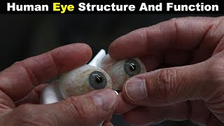 GCSE Biology  How the Eye Works Part 1  Structure of the Eye amp Iris Reflex 31 [upl. by Aidas]