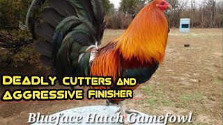 ALL ABOUT BLUEFACE HATCH GAMEFOWL [upl. by Animrac]