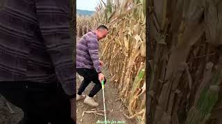 Essential Tools for Rural Farmer  Practical Use of Farming 🌽🌽Tools shorts youtubeshorts [upl. by Voleta214]