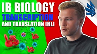 IB Biology Revision Transcription and Translation [upl. by Nivets959]