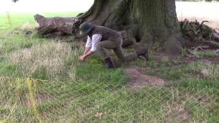 Ferreting evicting rabbits from some old Suffolk Oaks [upl. by Nbi]