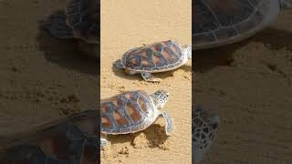 10 Facts About Turtles for kids Educational turtle videos Learning about turtles turtlefacts [upl. by Woodford]