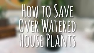 How to Save Overwatered Jade and Succulent House Plants [upl. by Felicie418]