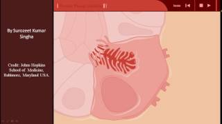 Mechanism of Acid Production in Gastric Parietal Cells [upl. by Kora638]