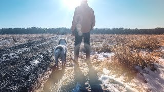 English Springer Spaniel National Open [upl. by Chuah826]