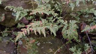 Black Spleenwort A Visual Exploration of Its Elegant and Fascinating Fronds [upl. by Mordy]