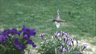 Convolvulus Hawk Moth in Franzensfeste [upl. by Ellebana]