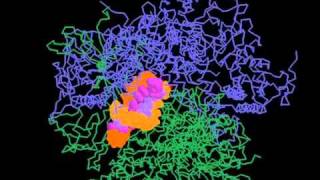 RNA polymerase II [upl. by Anait]