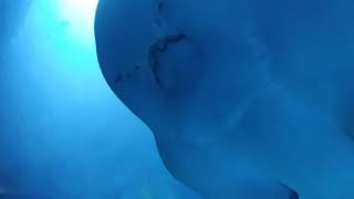 목탁수구리 close up 상어가오리 shark ray bowmouth guitarfish in aquarium [upl. by Conlen]