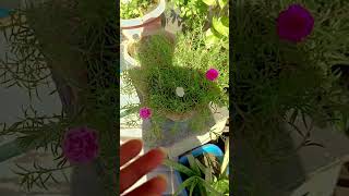 Flower plant ☘️ gardening fertilizer gardeningtips gardengyan garden shortsfeeds [upl. by Eladnek656]