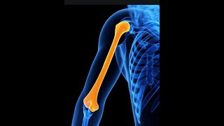 ANATOMIE FMPM OSTEOLOGIE MSUP LHUMERUS [upl. by Namlak]