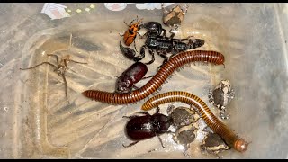 Wonderful Red Palm Weevil Giant Millipedes And Black Beetle Captured Around My Village Discovery [upl. by Lilly647]