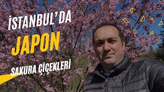 İstanbul’da Japon Sakura Çiçekleri  Nezahat Gökyiğit Botanik Parkı [upl. by Ahsekam]