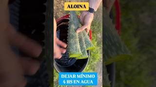 2 Usos del Aloe que mejoran tu Belleza y Salud 💆‍♂️ [upl. by Ejroj]