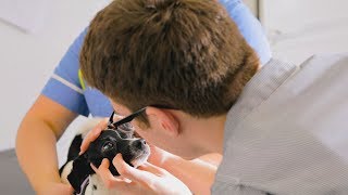 Level 3 Diploma in Veterinary Nursing at The College of Animal Welfare [upl. by Keller365]