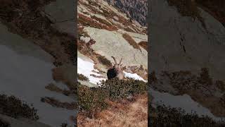 ChamonixMontBlanc wildlife is INSANE  Chamois mountain goat high mountains alpine [upl. by Atteinotna795]