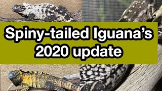 Panda Dragon Pied Pectinata  San Esteban Iguana  Banana Pectinata 20 Updates  more [upl. by Emylee]