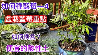 【種藍莓】如何種藍莓—4 【盆栽藍莓結果纍纍】不必測土壤酸鹼值、ㄧ樣可以種藍莓How to grow blueberries [upl. by Nor436]