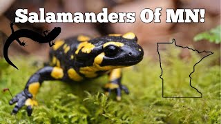 Salamanders Of MN [upl. by Ardelis]