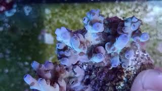 Acropora tenuis premium fiji coral gandalf [upl. by Nama331]