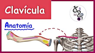 Anatomía de la CLAVÍCULA  Explicación Fácil y Dinámica [upl. by Anirdnaxela902]