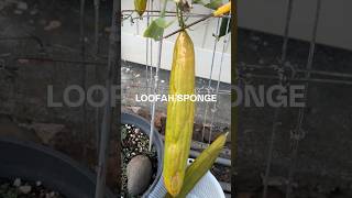 Homegrown Loofah Sponge [upl. by Adnoel]