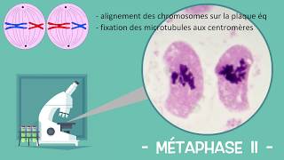 Les étapes de la méiose  Sous mon microscope Réforme lycée [upl. by Drarig697]