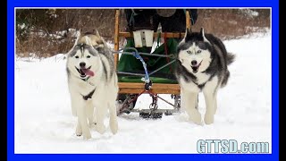 HUSKIES GO DOG SLEDDING  Oakley can Pull the Sled [upl. by Alleira137]