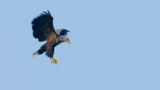 White Tailed Eagle of Finland Slowmotion GH5 4k [upl. by Nired]