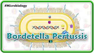 Bordetella Pertussis Animation  Microbiology USMLE Step 1 [upl. by Kashden]